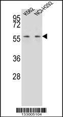 Anti-MPP3 Rabbit Polyclonal Antibody (APC (Allophycocyanin))