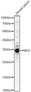 Western blot analysis of Mouse spleen, using Anti-MCU Antibody (A309058) at 1:3000 dilution