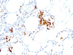 Antibody A251969-100 100 µg