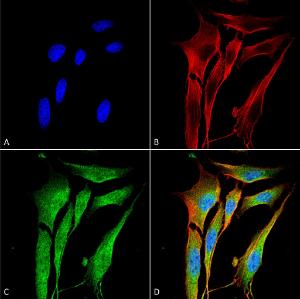 Immunocytochemistry/Immunofluorescence analysis of mouse NIH 3T3, fixed in 4% formaldehyde for 15 min at room temperature, using Anti-MMP9 Antibody [S51-82] (A305026), at 1:100 for 60 minutes at room temperature