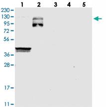 Anti-SPECC1 Rabbit Polyclonal Antibody