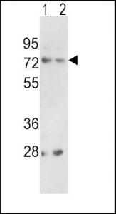 Anti-Proprotein Convertase 2 Rabbit Polyclonal Antibody