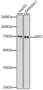 Antibody anti-BIRC3 100 µl