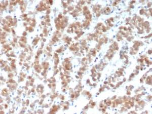 Anti-Clusterin Mouse Monoclonal Antibody [clone: CLU/4729]