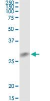 Anti-KITLG Mouse Monoclonal Antibody [clone: 2C7]