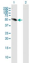 Anti-UHRF1BP1L Mouse Polyclonal Antibody