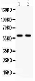 Anti-KAT13A/SRC1 Polyclonal Antibody