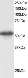 Anti-GPS1 Antibody (A83219) staining (05 µg/ml) of Human Testis lysate (RIPA buffer, 30 µg total protein per lane) Primary incubated for 1 hour Detected by western blot using chemiluminescence