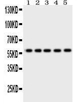 Anti-Occludin Polyclonal Antibody