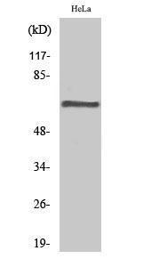 Western blot analysis of various cells using Anti-PPP2R1B Antibody