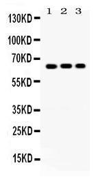 Anti-Cryptochrome I Rabbit Polyclonal Antibody