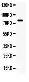 Anti-FE65 Polyclonal Antibody