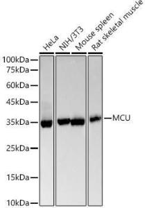 Antibody A309059-100 100 µl