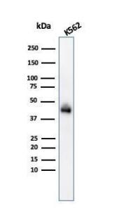 Antibody A251969-100 100 µg