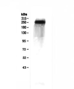 Anti-Factor V Polyclonal Antibody