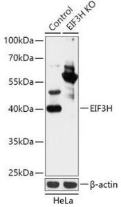 Western blot analysis of extracts from normal (control) and EIF3H knockout (KO) HeLa cells, using Anti-EIF3H Antibody (A92922) at 1:3,000 dilution