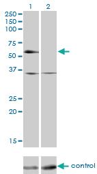 Anti-NR2C2 Mouse Monoclonal Antibody [clone: 2A5]