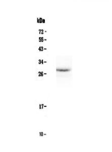 Anti-EPO Polyclonal Antibody