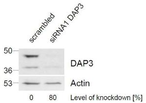 Anti-DAP3 Antibody (A83221) (1 µg/ml) staining of HeLa lysate (control in left lane and after si-RNA-mediated DAP3 knock-down expresson in right lane) (35 µg protein in RIPA buffer) Level of knock-down relative to Actin expression level was determined by RT-PCR