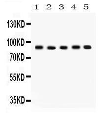 Anti-Cullin 1 Rabbit Polyclonal Antibody