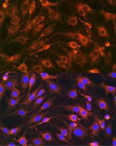 Anti-SYBL1 / VAMP-7 Rabbit Polyclonal Antibody