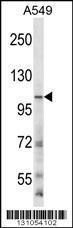 Anti-GRIN3B Rabbit Polyclonal Antibody (APC (Allophycocyanin))