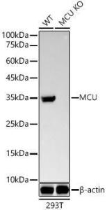 Antibody A309059-100 100 µl