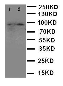 Anti-MALT1 Rabbit Polyclonal Antibody