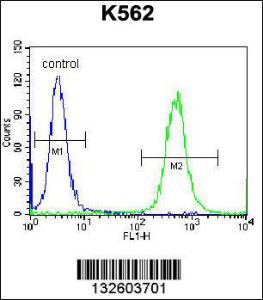 Anti-OXA1L Rabbit Polyclonal Antibody