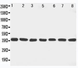 Anti-MEK6 Rabbit Polyclonal Antibody