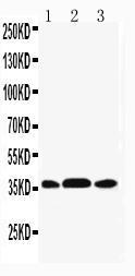 Anti-MEK6 Rabbit Polyclonal Antibody