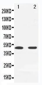 Anti-MEK7 Rabbit Polyclonal Antibody