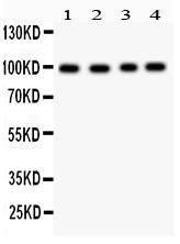 Anti-Synaptopodin Polyclonal Antibody