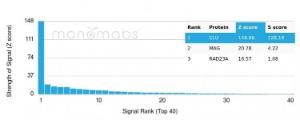 Anti-Clusterin Mouse Monoclonal Antibody [clone: CLU/4729]
