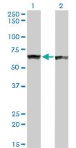 Anti-PTBP1 Mouse Monoclonal Antibody [clone: 3H8]