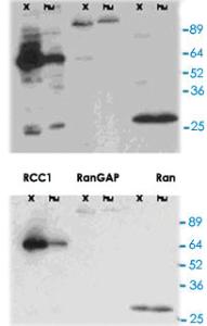 Anti-RANGAP1 Rabbit Polyclonal Antibody