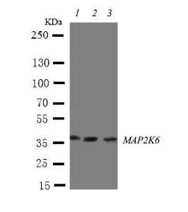 Anti-MEK6 Rabbit Polyclonal Antibody