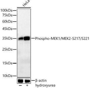 Western blot analysis of various lysates, using Anti-CDK1 (phospho Tyr15) Antibody [ARC55443] (A306142) at 1:2000 dilution