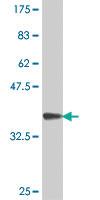 Anti-CMAS Mouse Polyclonal Antibody