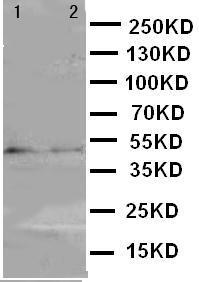 Anti-MEK7 Rabbit Polyclonal Antibody