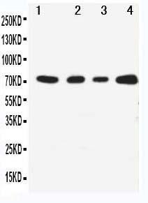 Anti-MEKK3 Rabbit Polyclonal Antibody