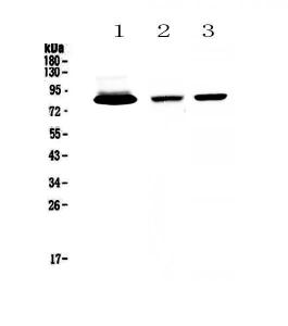 Anti-Lactoferrin Polyclonal Antibody