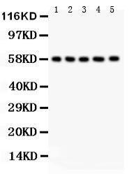 Anti-AGFG1 Polyclonal Antibody