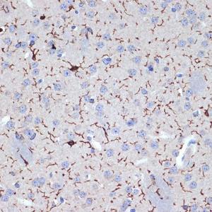 Immunohistochemistry analysis of paraffin-embedded mouse brain using Anti-Iba1 Antibody [ARC2301] (A307823) at a dilution of 1:100 (40x lens). Perform microwave antigen retrieval with 10 mM Tris/EDTA buffer pH 9.0 before commencing with IHC staining protocol.