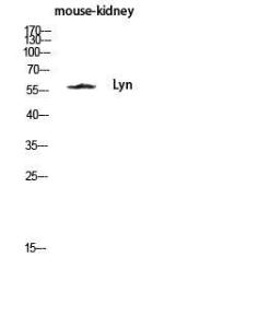 Anti-Lyn Rabbit Polyclonal Antibody