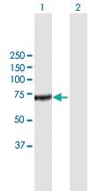 Anti-CFHR5 Mouse Polyclonal Antibody