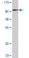 Anti-ATP6V1B2 Mouse Monoclonal Antibody [clone: 2A5]