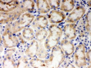 Anti-CYP1A1 Rabbit Polyclonal Antibody