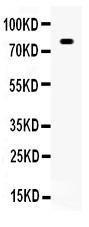 Anti-SP1 Polyclonal Antibody