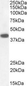 Anti-DAP3 Antibody (A83221) staining (03 µg/ml) of Human Kidney lysate (RIPA buffer, 30 µg total protein per lane) Detected by chemiluminescence